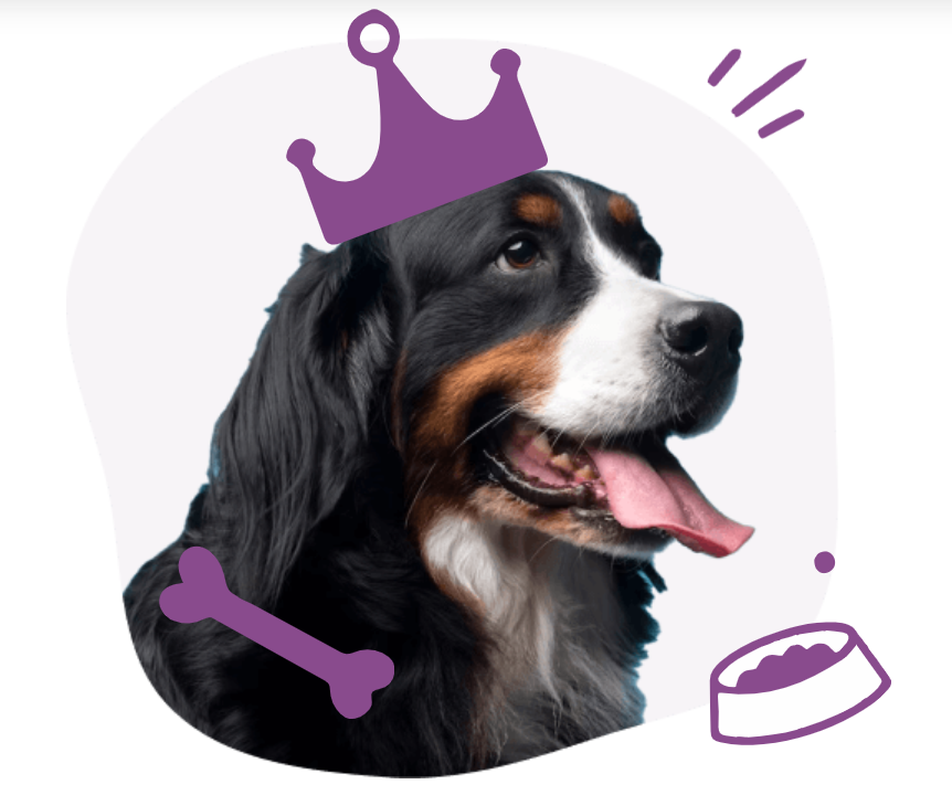 image of a grooming dog